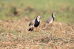 standing Long-Toed Lapwings