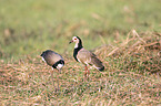 standing Long-Toed Lapwings