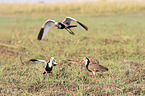 Long-Toed Lapwings