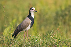 standing Long-Toed Lapwing