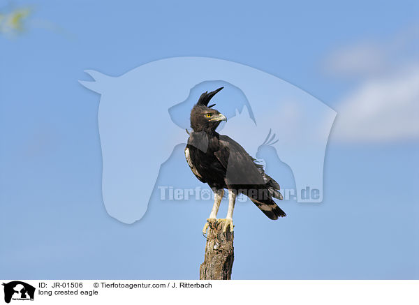 long crested eagle / JR-01506