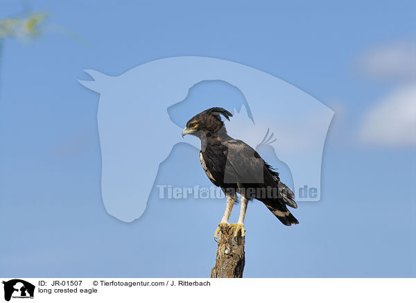 long crested eagle / JR-01507
