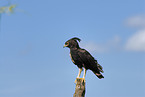 long crested eagle