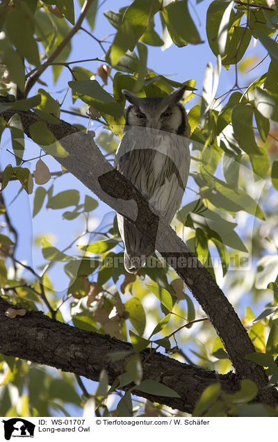Waldohreule / Long-eared Owl / WS-01707
