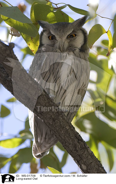 Waldohreule / Long-eared Owl / WS-01708