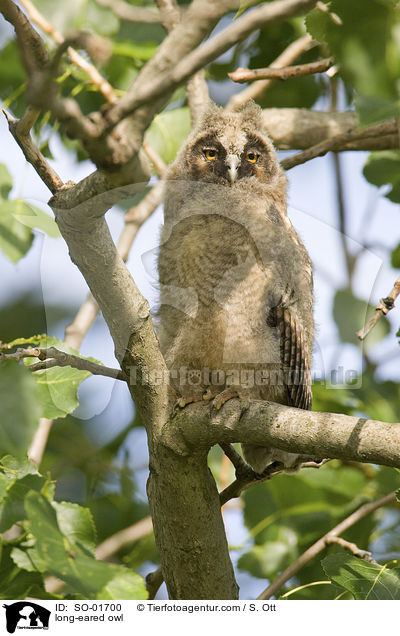 long-eared owl / SO-01700