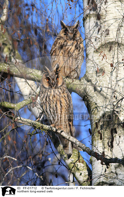 Waldohreulen / northern long-eared owls / FF-01712
