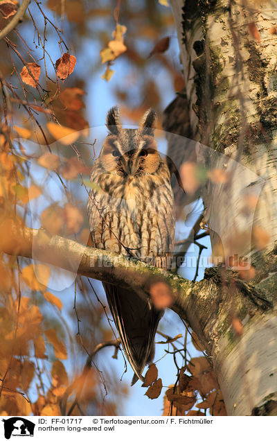 Waldohreule / northern long-eared owl / FF-01717