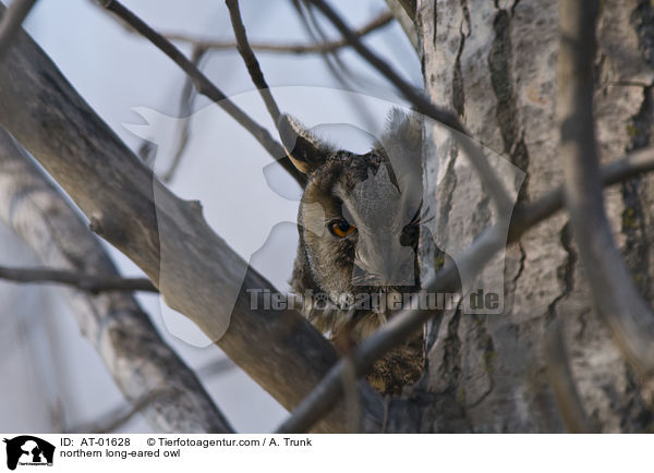 Waldohreule / northern long-eared owl / AT-01628