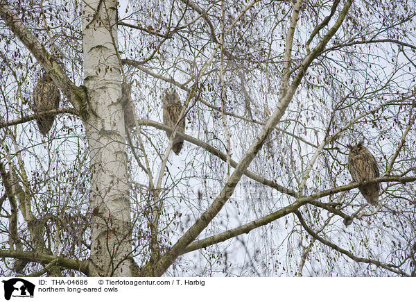 northern long-eared owls / THA-04686