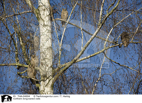 northern long-eared owls / THA-04694