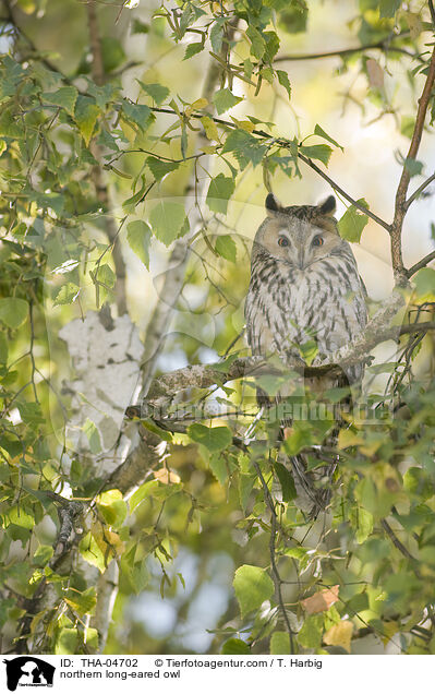 northern long-eared owl / THA-04702