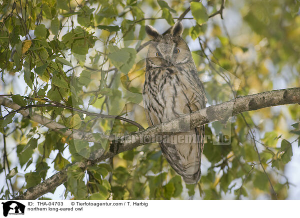 northern long-eared owl / THA-04703