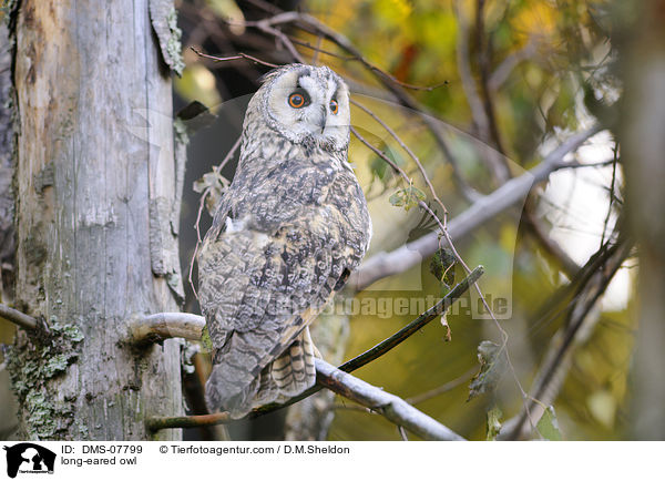long-eared owl / DMS-07799