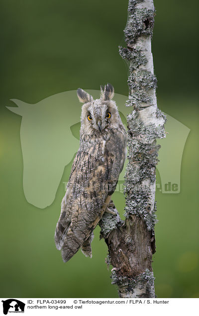 Waldohreule / northern long-eared owl / FLPA-03499