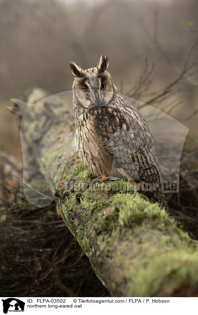 northern long-eared owl / FLPA-03502