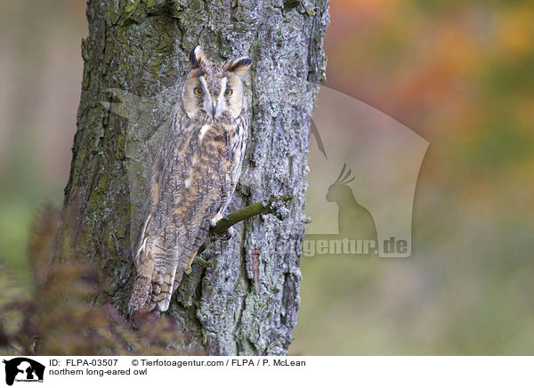 Waldohreule / northern long-eared owl / FLPA-03507