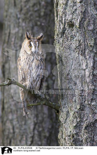 Waldohreule / northern long-eared owl / FLPA-03508