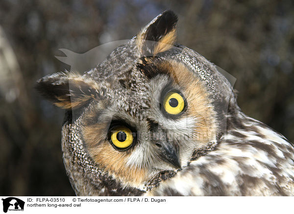 Waldohreule / northern long-eared owl / FLPA-03510