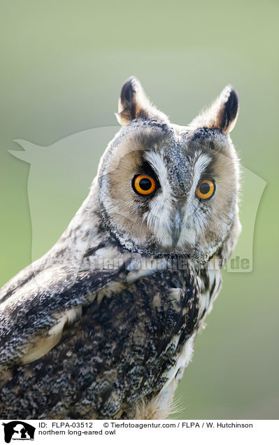 Waldohreule / northern long-eared owl / FLPA-03512