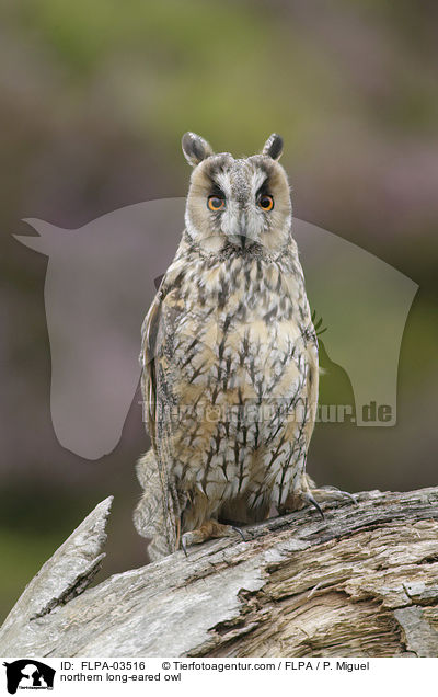 northern long-eared owl / FLPA-03516