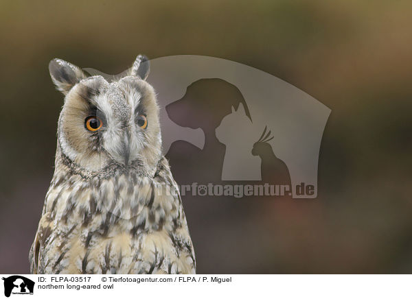 Waldohreule / northern long-eared owl / FLPA-03517