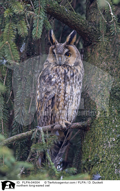 Waldohreule / northern long-eared owl / FLPA-04004