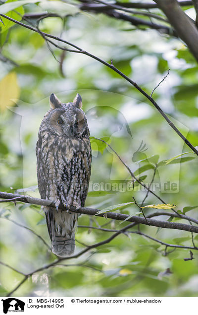 Long-eared Owl / MBS-14995