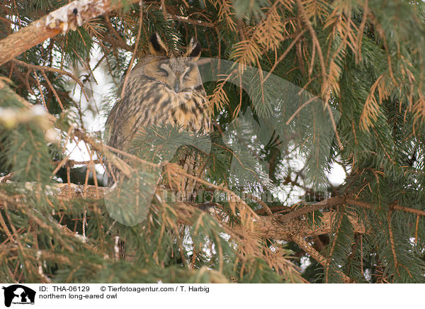 Waldohreule / northern long-eared owl / THA-06129