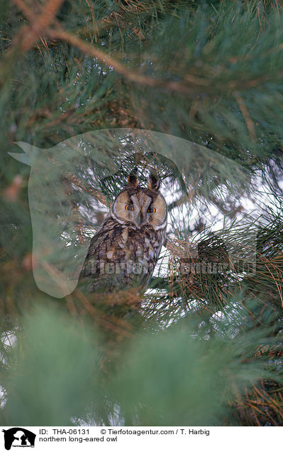 northern long-eared owl / THA-06131
