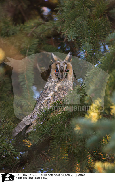 Waldohreule / northern long-eared owl / THA-06138