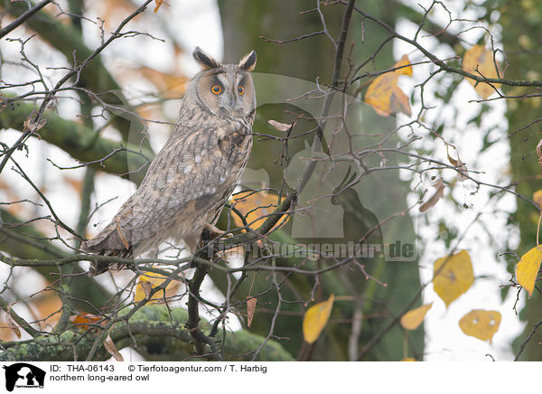 northern long-eared owl / THA-06143