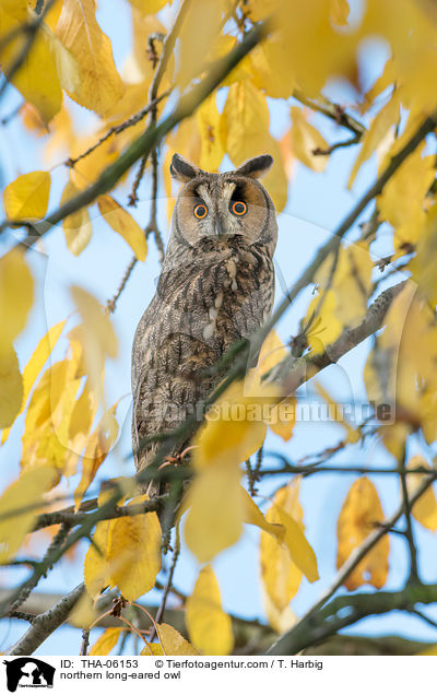 Waldohreule / northern long-eared owl / THA-06153