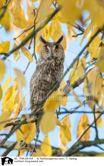 Waldohreule / northern long-eared owl / THA-06154
