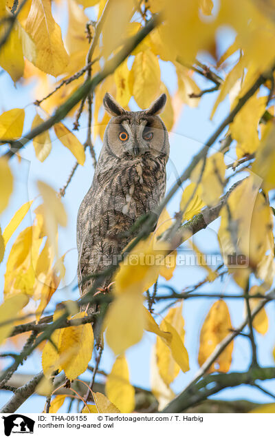 northern long-eared owl / THA-06155
