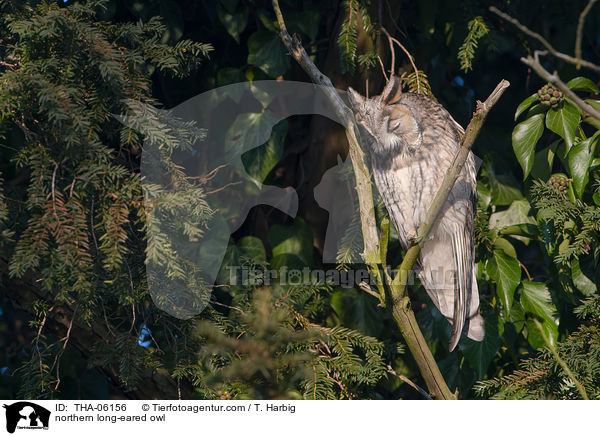 Waldohreule / northern long-eared owl / THA-06156