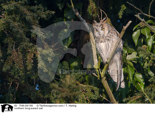 northern long-eared owl / THA-06158