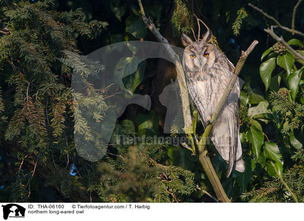 Waldohreule / northern long-eared owl / THA-06160