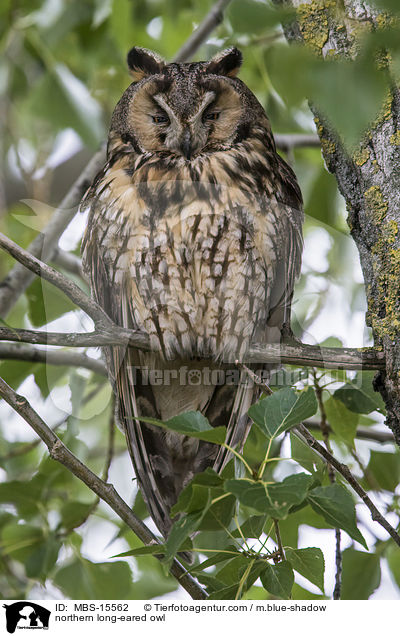 Waldohreule / northern long-eared owl / MBS-15562