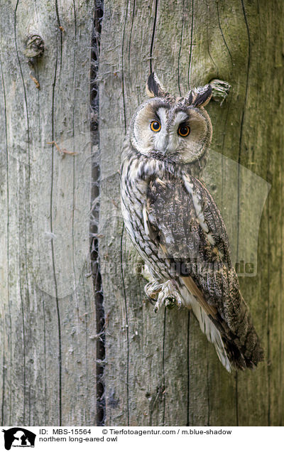 northern long-eared owl / MBS-15564