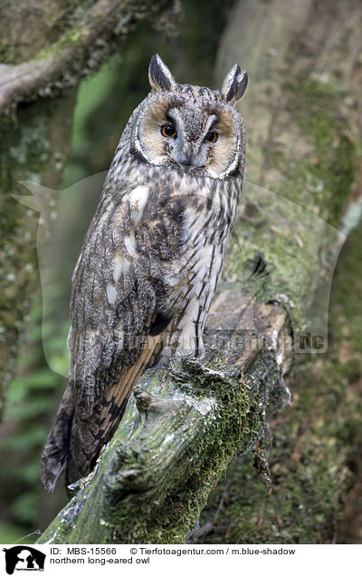 Waldohreule / northern long-eared owl / MBS-15566