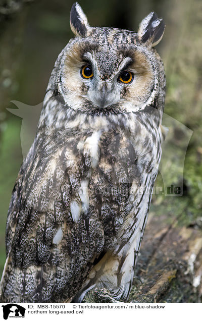 Waldohreule / northern long-eared owl / MBS-15570