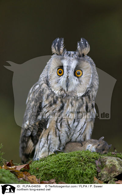 Waldohreule / northern long-eared owl / FLPA-04659