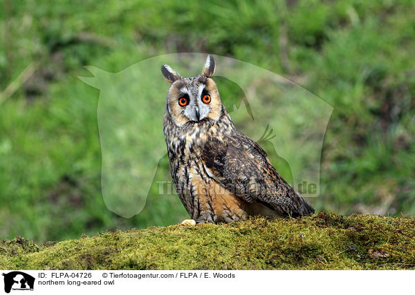 northern long-eared owl / FLPA-04726