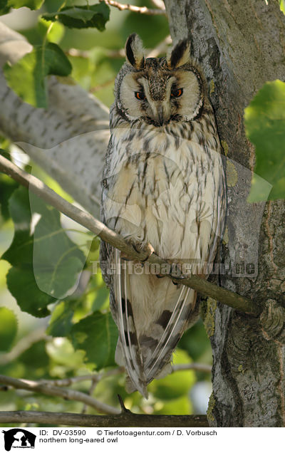 Waldohreule / northern long-eared owl / DV-03590