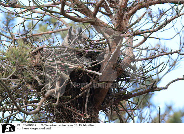 Waldohreule / northern long-eared owl / FF-08089