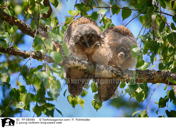 2 junge Waldohreulen / 2 young northern long-eared owls / FF-08090