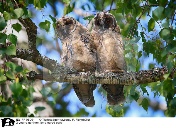 2 junge Waldohreulen / 2 young northern long-eared owls / FF-08091
