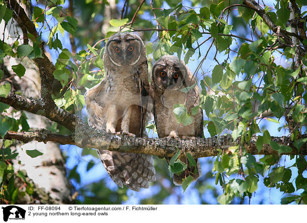 2 junge Waldohreulen / 2 young northern long-eared owls / FF-08094