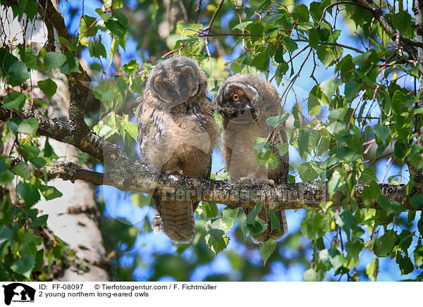 2 junge Waldohreulen / 2 young northern long-eared owls / FF-08097